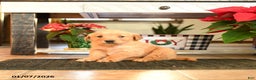 Golden Retriever dogs for sale: Rebekah - Ad 3