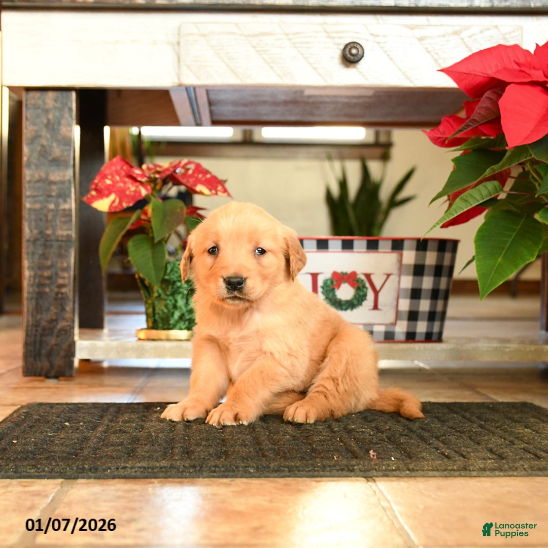 Golden Retriever dogs for sale: Rebekah - Ad 3