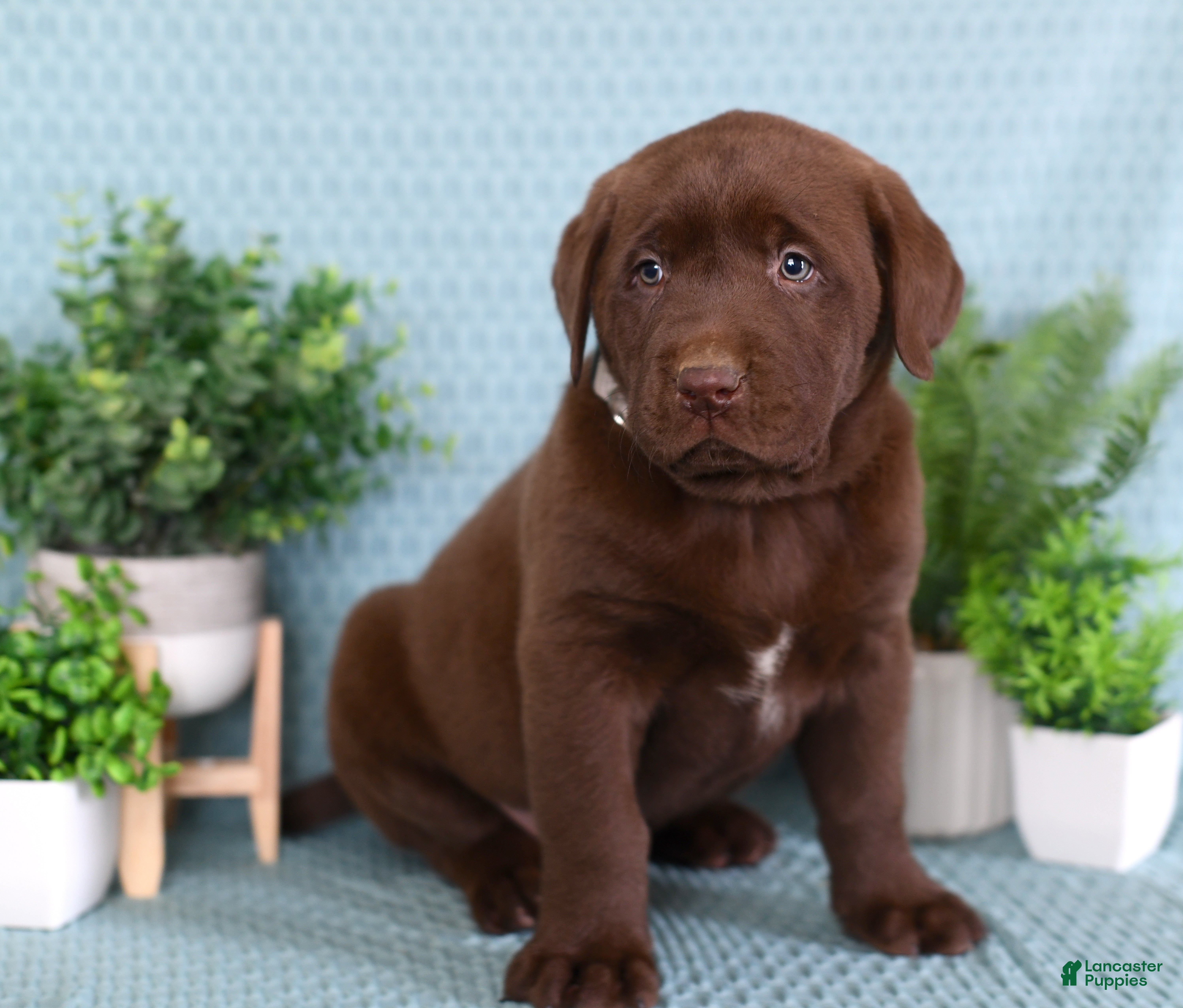 Labrador Retriever dogs Labrador Retriever Milo - Ad 2