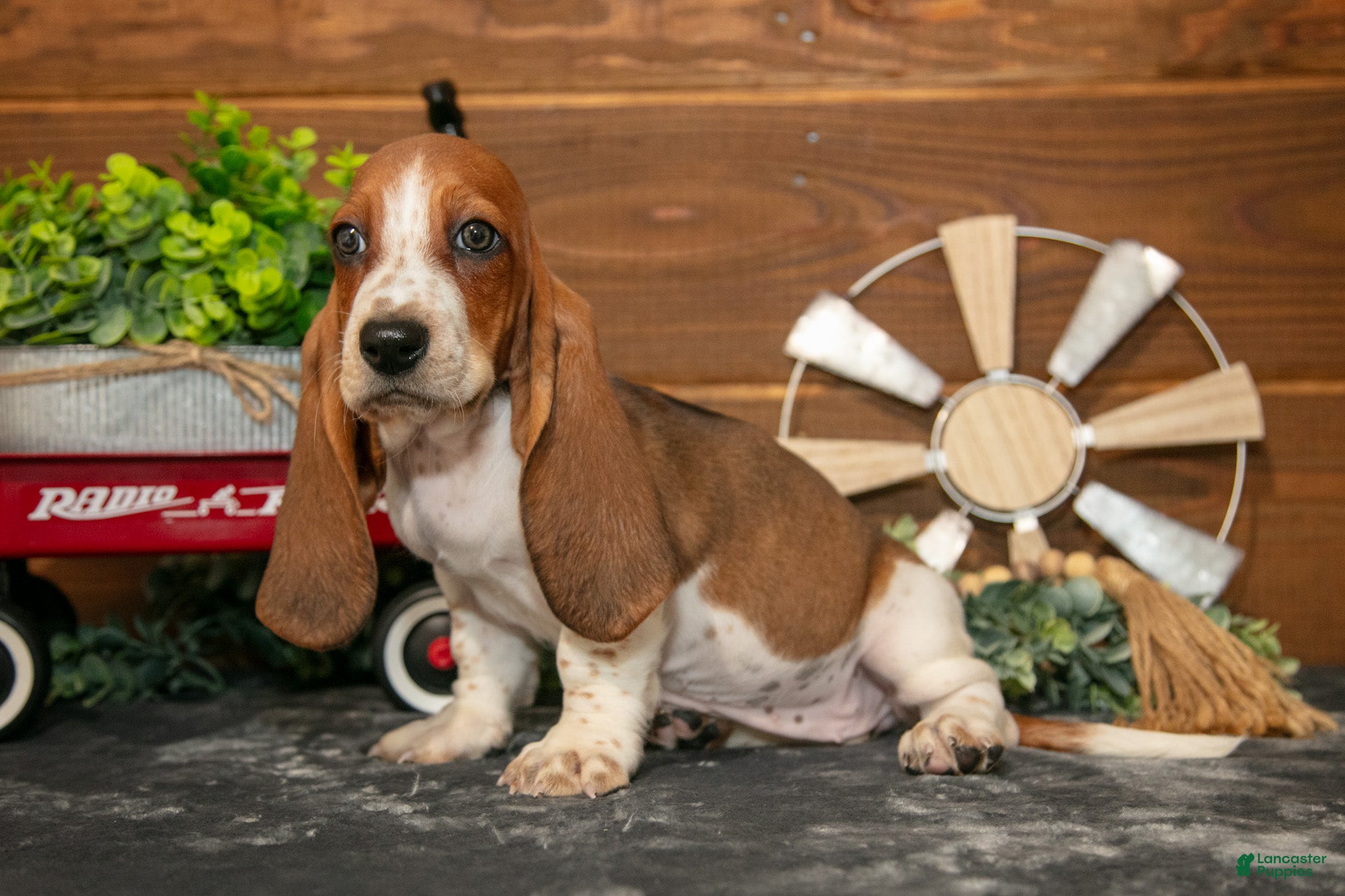 Basset Hound dogs Lily - Ad 1