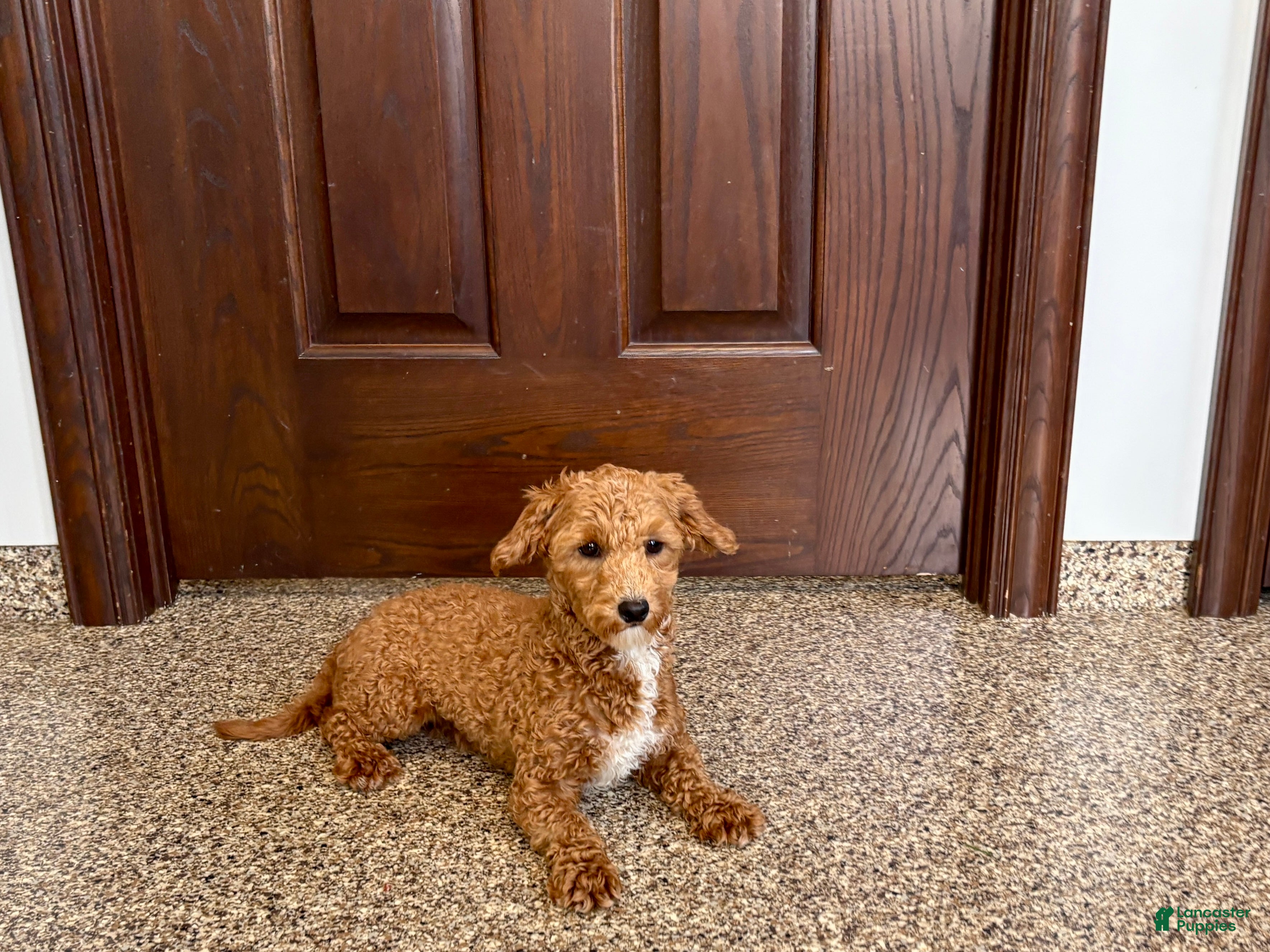 Havapoo dogs for sale: Havapoo Puppy 1 - Ad 2