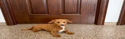 Havapoo dogs for sale: Havapoo Puppy 1 - Ad 6