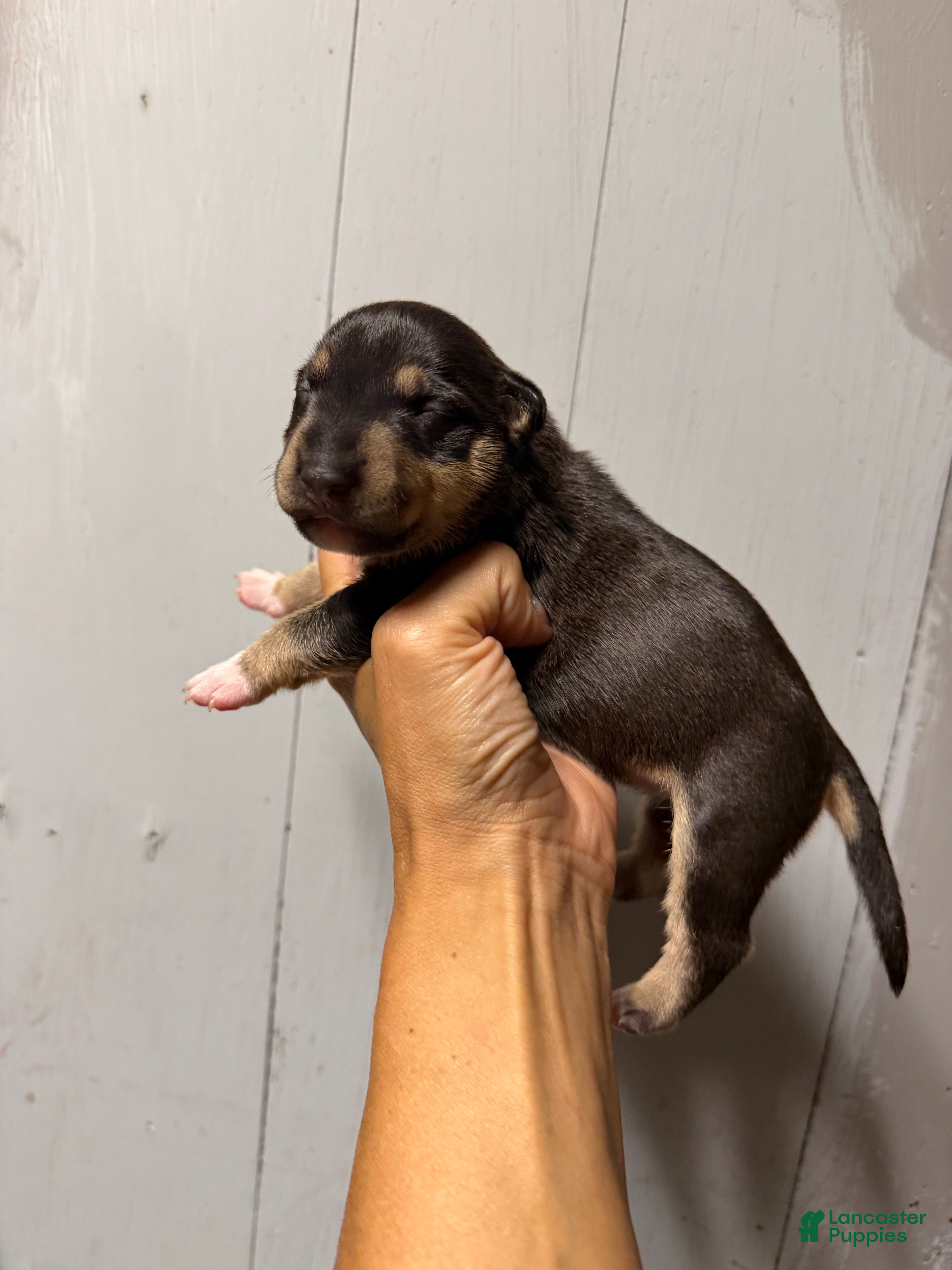 Miniature Bull Terrier dogs Ariel  - Ad 1