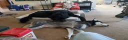 Mixed Breed dogs for sale: Einstein - Ad 8