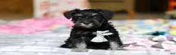 Miniature Schnauzer dogs for sale: Chance  - Ad 5