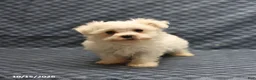 Maltese dogs for sale: Vicky - Ad 3