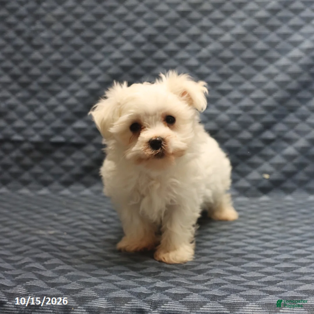 Maltese dogs for sale: Vicky - Ad 3