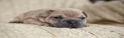 French Bulldog dogs for sale: Penny AKC - Ad 19