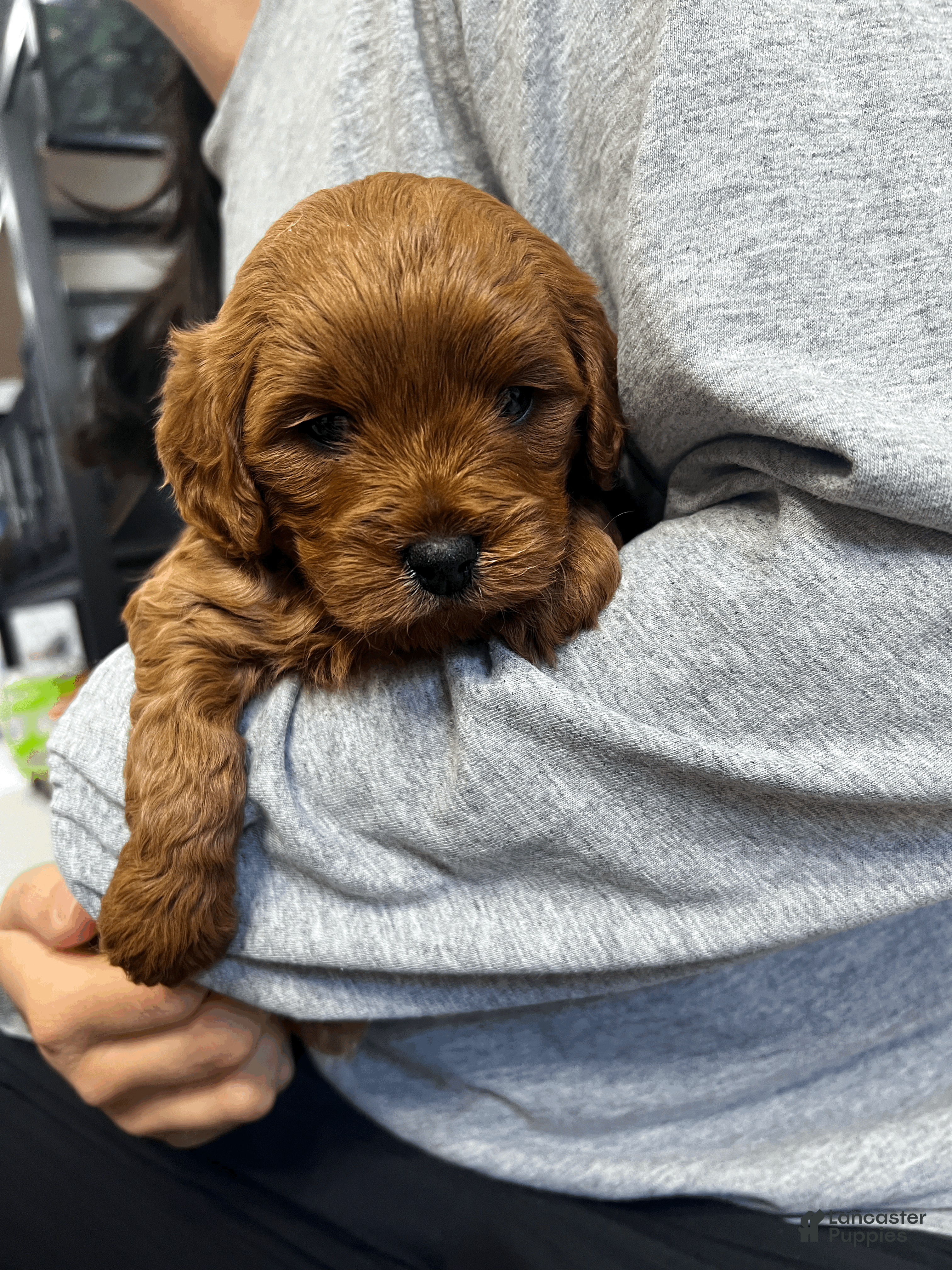 Cavapoo dogs Cavapoo Puppy 2 - Ad 37