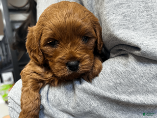 Cavapoo dogs for sale: Cavapoo Puppy 2 - Ad 3
