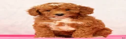 Mini Goldendoodle dogs for sale: Quinn - Ad 8