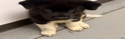 Akita dogs for sale: Happy - Ad 9