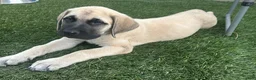 Mixed Breed dogs for sale: Arlo - Ad 8