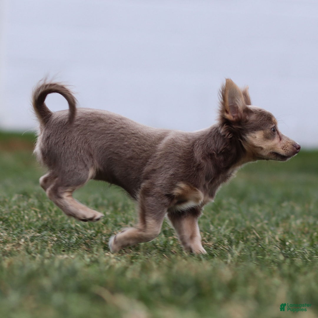 Chihuahua dogs for sale: Pamela - Ad 5