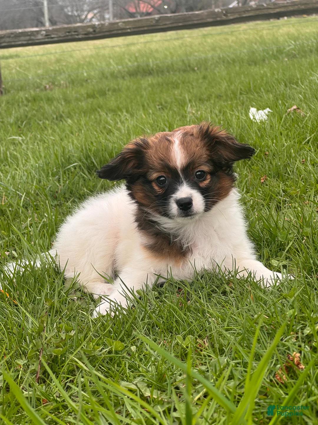 Papillon dogs for sale: Rosa - Ad 5