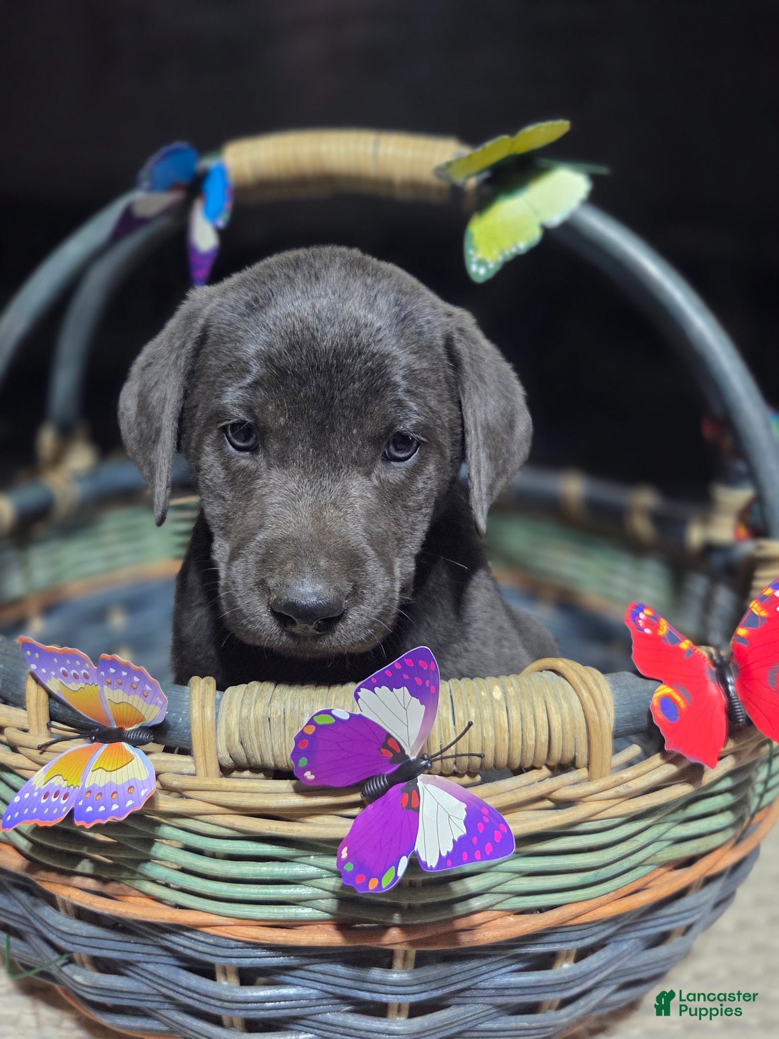 Labrador Retriever dogs Light blue collar - Ad 11