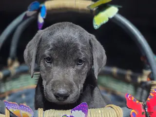 Labrador Retriever dogs Light blue collar - Ad 11