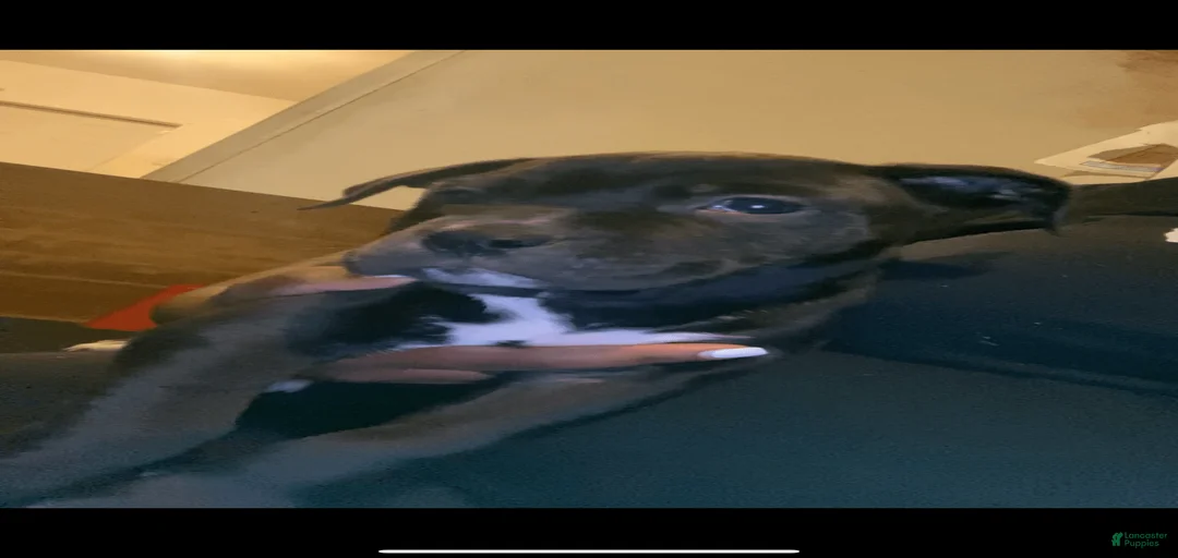 Gallery Image {{count}}