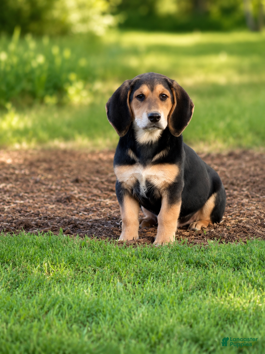 Mixed Breed dogs Nelly  - Ad 29