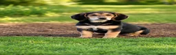 Mixed Breed dogs for sale: Nelly  - Ad 1