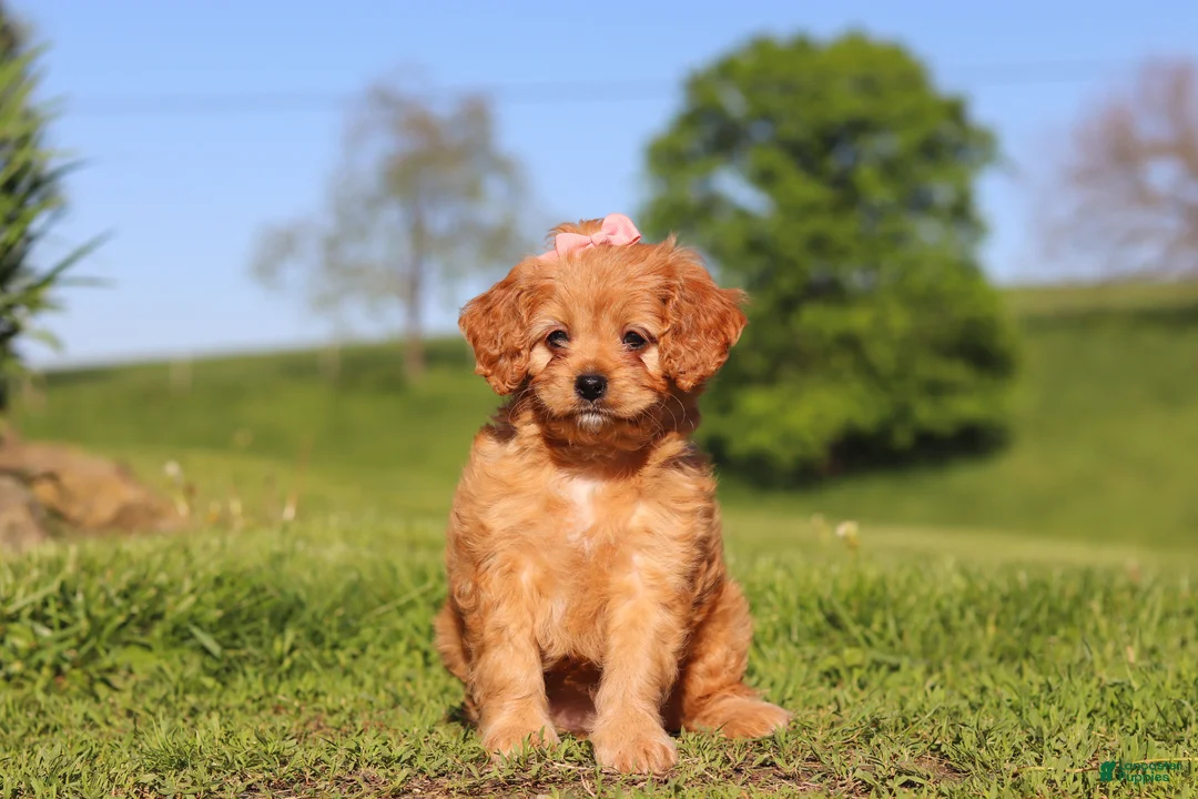 Cavapoo dogs for sale: Elsa - Ad 1