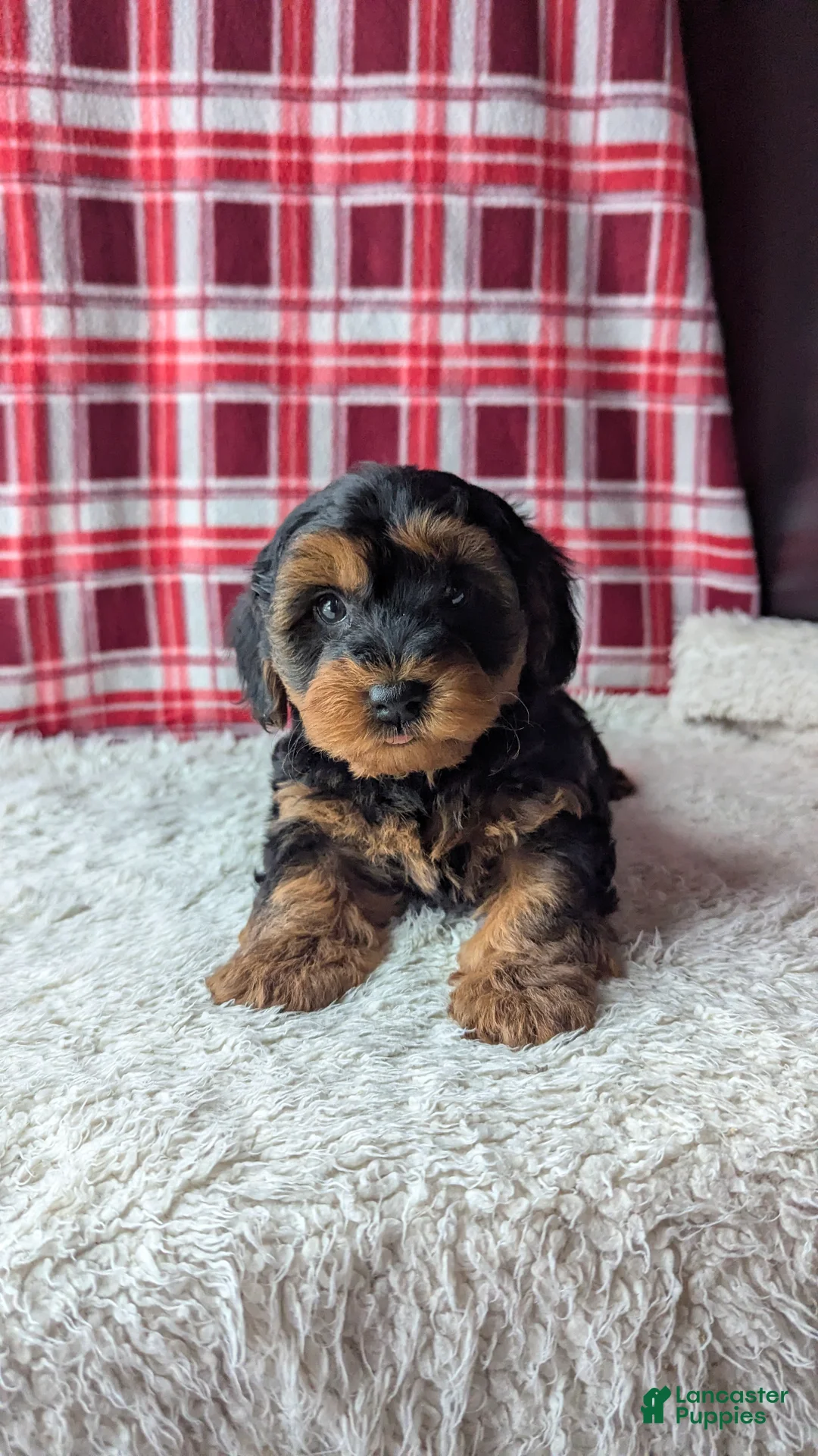 Yorkiepoo dogs for sale: Apollo - Ad 7