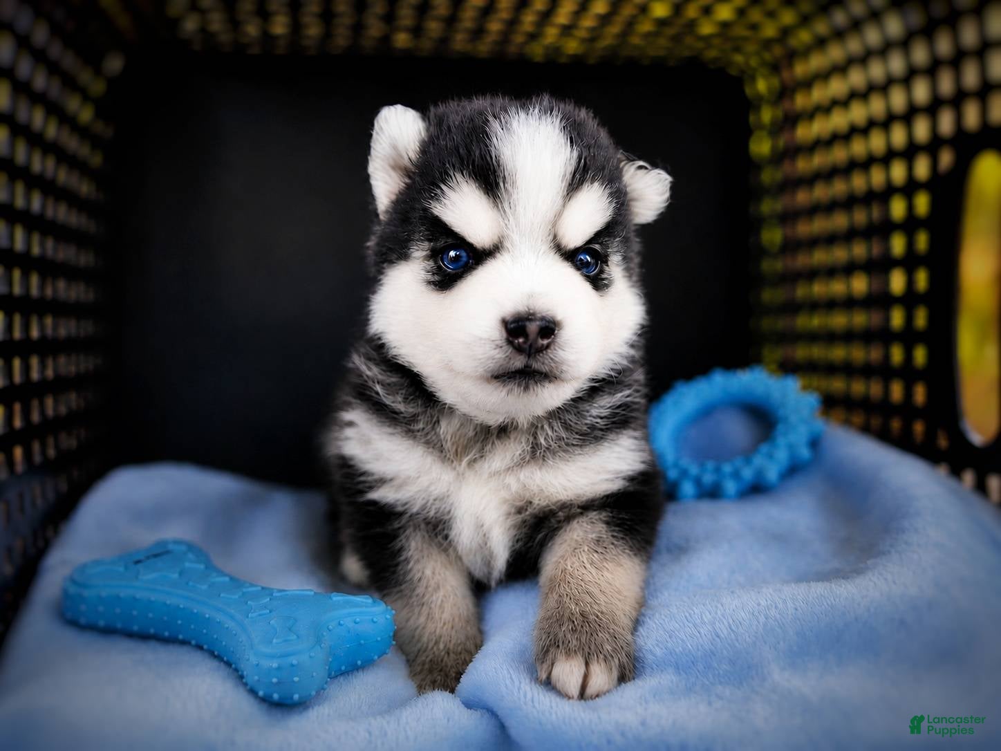 Pomsky dogs Pomsky Puppy Boy - 1 of 5  - Ad 15
