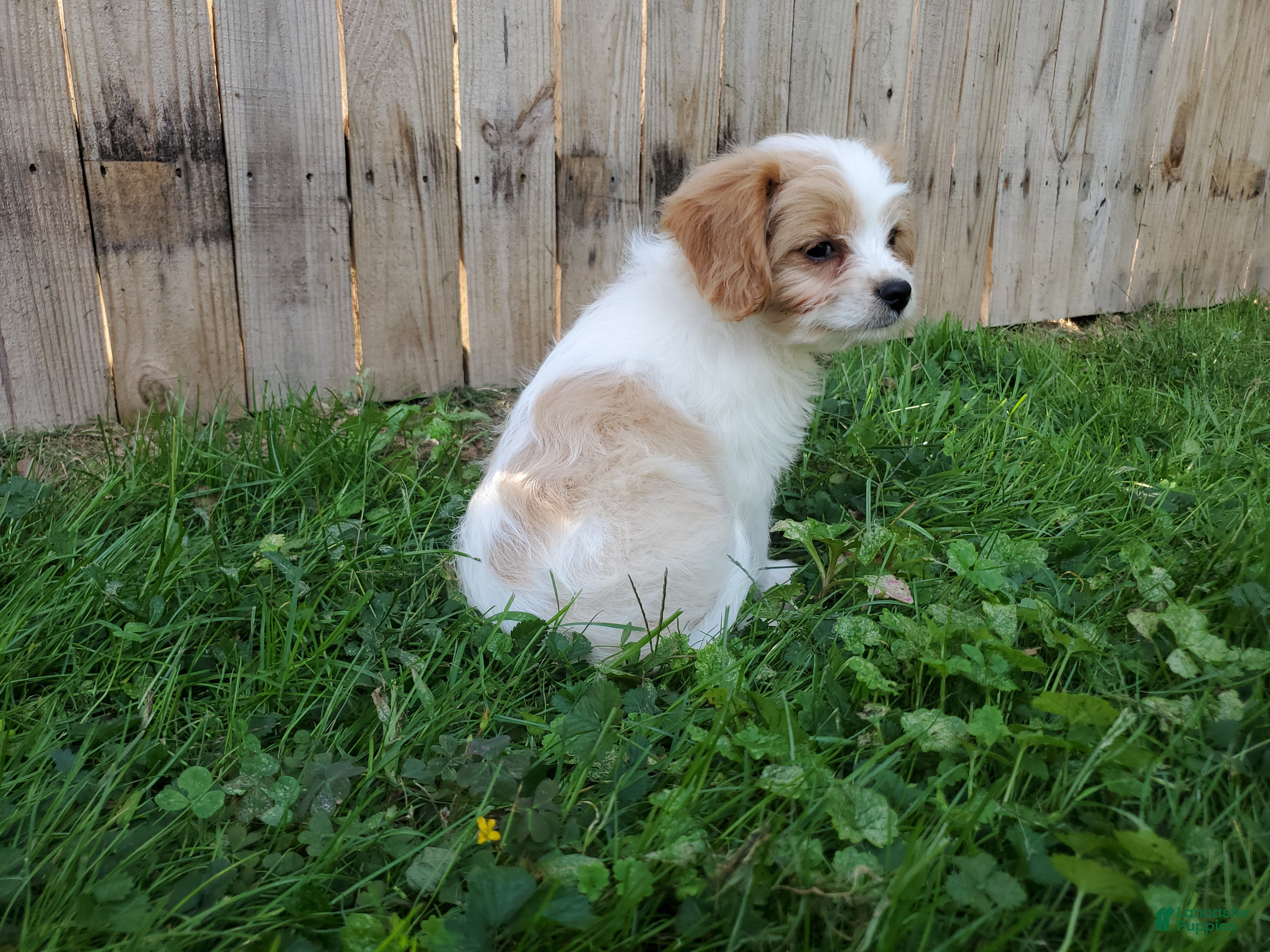 Cavachon dogs Brownie - Ad 2