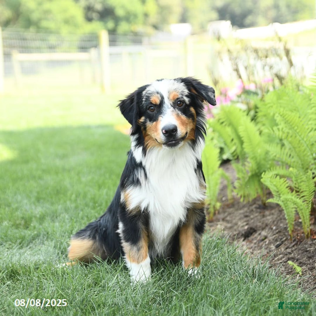 Miniature Australian Shepherd dogs for sale: Dozer - Ad 8