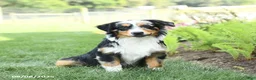 Miniature Australian Shepherd dogs for sale: Dozer - Ad 2