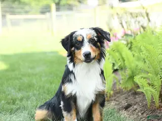 Miniature Australian Shepherd dogs Dozer - Ad 28