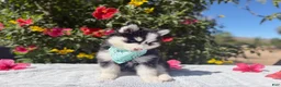 Pomsky dogs for sale: Eclipse - Ad 1