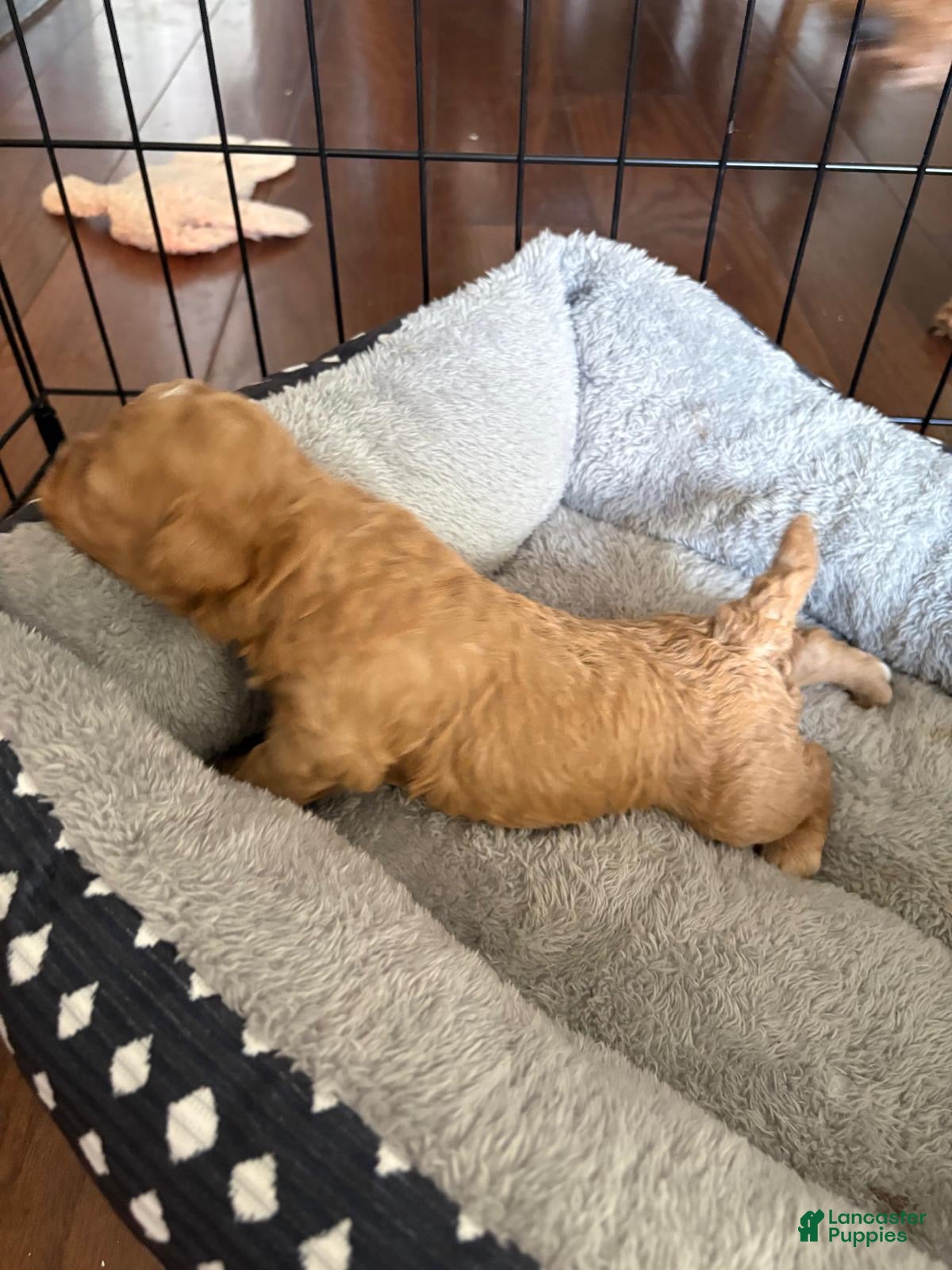 Toy Poodle dogs Caramelo  - Ad 2