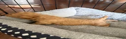 Toy Poodle dogs for sale: Caramelo  - Ad 2