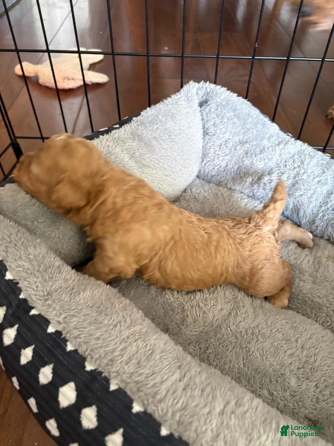 Toy Poodle dogs for sale: Caramelo  - Ad 2