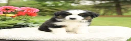 Miniature Australian Shepherd dogs for sale: Sherlock - Ad 3