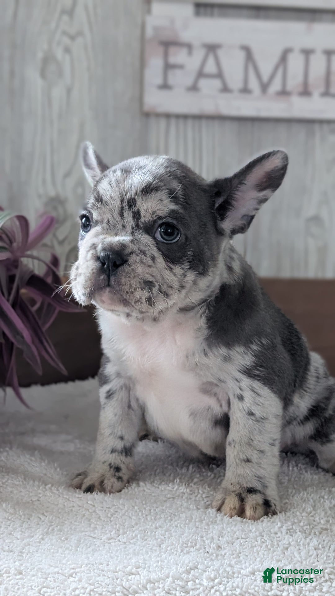 French Bulldog dogs for sale: Nemo  - Ad 6