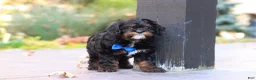 Cavapoo dogs for sale: Ash - Ad 13