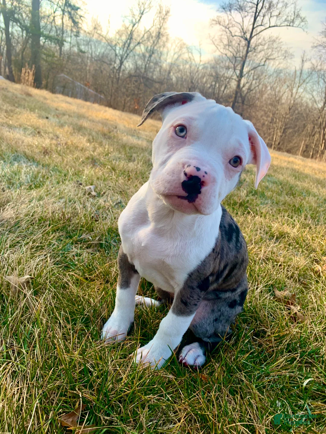 Mixed Breed dogs for sale: Lillith - Ad 2