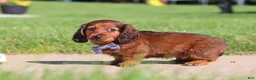 Miniature Dachshund dogs for sale: Ben - Ad 3