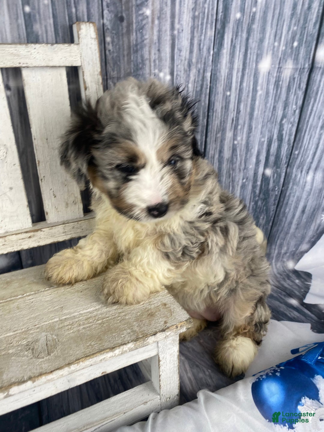 Mini Aussiedoodle dogs for sale: Ivy - Ad 7