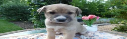 Cane Corso dogs for sale: Cane Corso Puppy 6 Stella - Ad 1