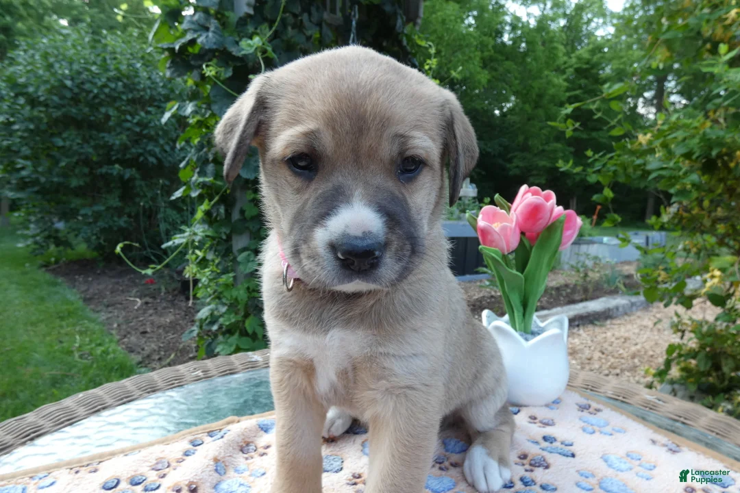 Cane Corso dogs for sale: Cane Corso Puppy 6 Stella - Ad 1
