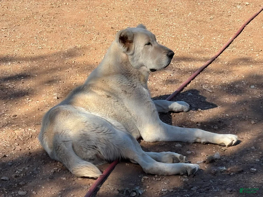 Central Asian Shepherd dogs for sale: Naomi - Ad 2