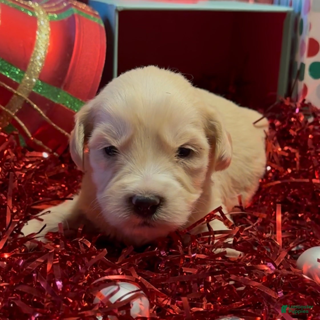 Mini Goldendoodle dogs Hopper - Ad 3