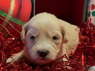 Mini Goldendoodle dogs Hopper - Ad 29