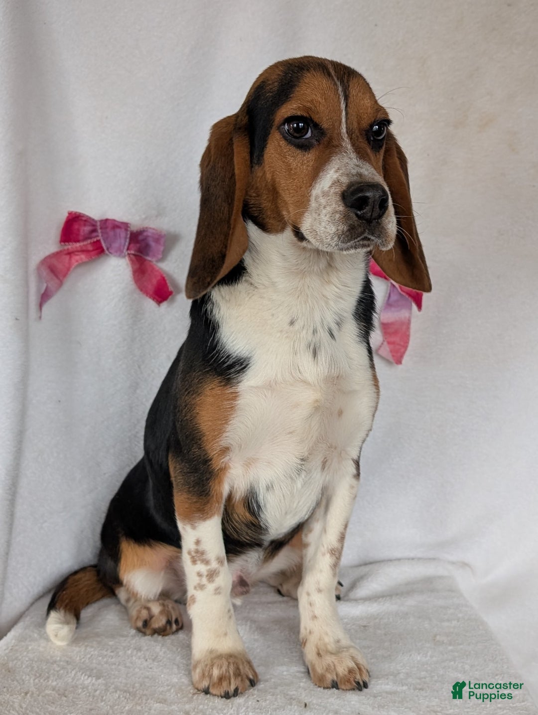 Beagle dogs for sale: Ross - Ad 7