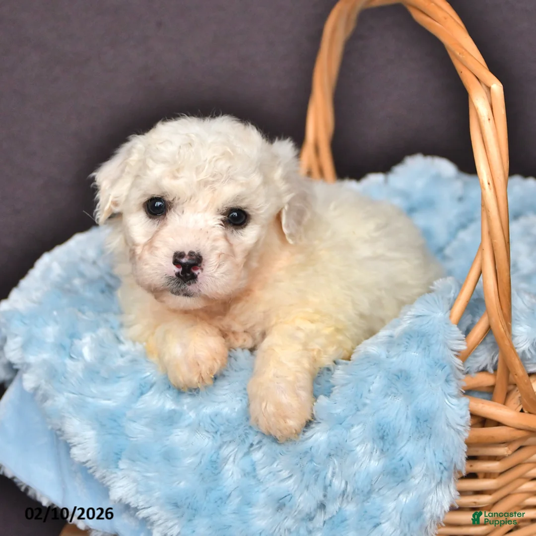Bichon Frise dogs for sale: Lincoln - Ad 2