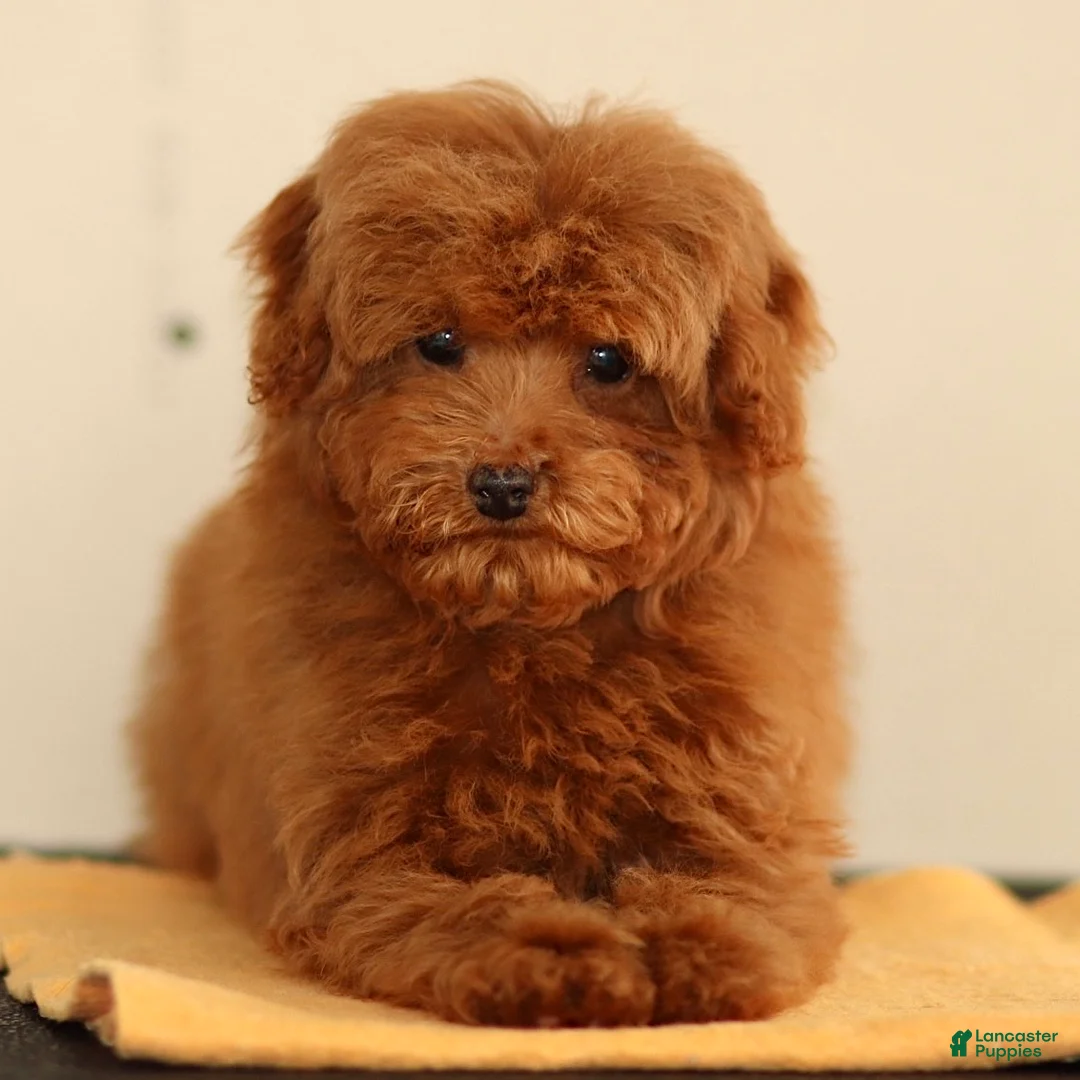 Toy Poodle dogs for sale: Toy Poodle Puppy 1 - Ad 1