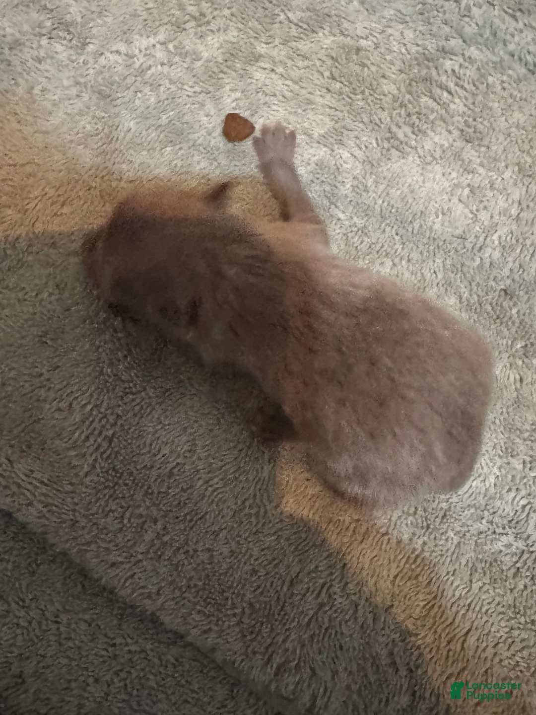 Pomeranian dogs for sale: Pomeranian Puppy 2 - Ad 2